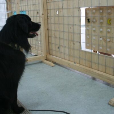 Les chiens partagent leur nourriture avec d'autres chiens même dans le cadre de situations complexes