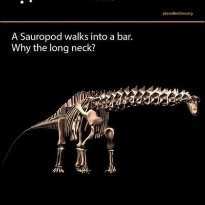 Corrélation entre les spécificités de l'attachement chez le possesseur et le lien homme/animal