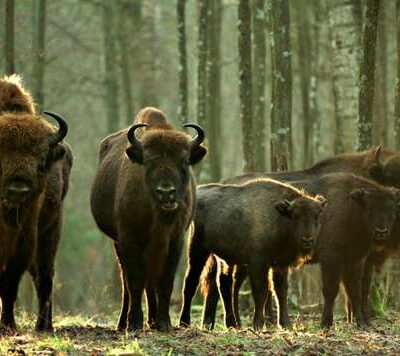 Le bison, un démocrate qui s'ignore