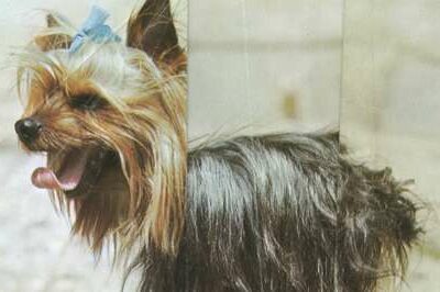 Le chien, un animal fidèle au poste