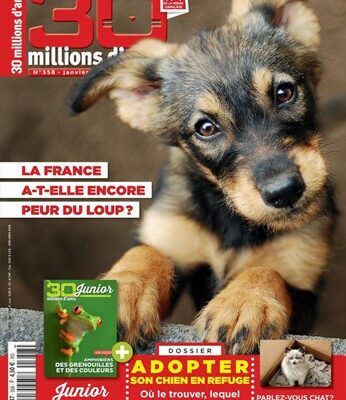 Les dangers de l'été