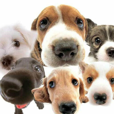 Le meilleur ami de l'homme aide aussi dans le traitement du cancer