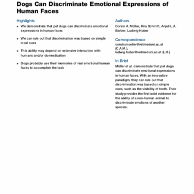 Les chiens sont capables de différencier les manifestations d'émotions dans le visage humain