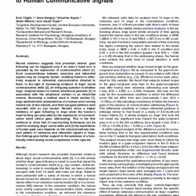 Les chiens nous comprennent