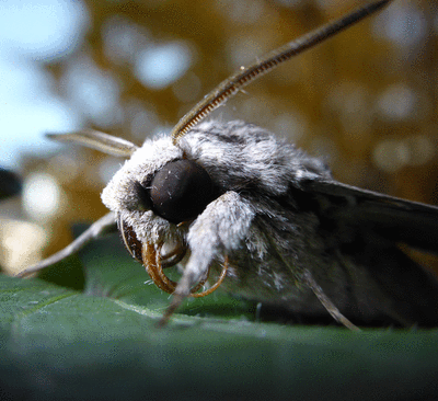 Les chevaux distinguent les differentes expressions d'un visage humain