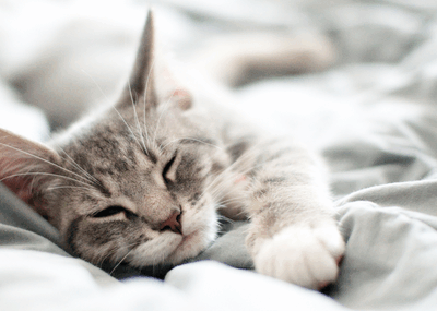 Le Chat, un thérapeute au poil