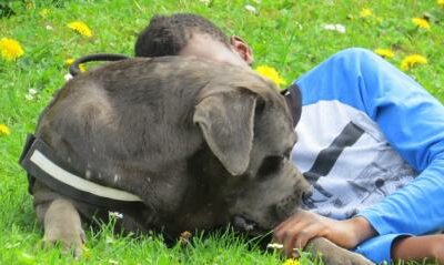 Médiation animale vers de nouvelles pratiques de soin