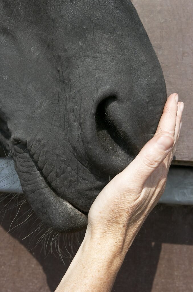 Scientience animale ?