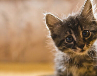 Avoir un chat rend plus heureux