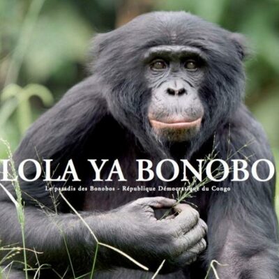 Lola ya Bonobo