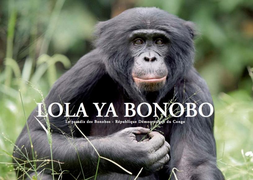 lola-ya-bonobo.jpg