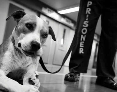 Qui aide qui ? Chiens abandonnés et Détenus, une opportunité mutuelle